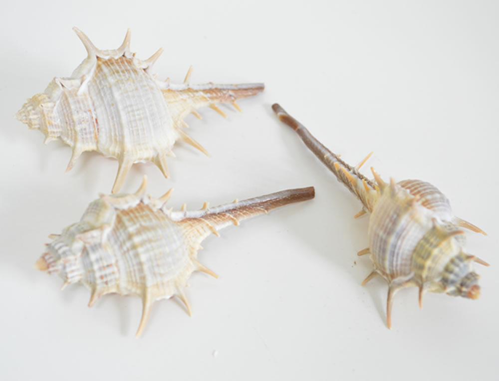 Venus Murex (Thorn) Shells 