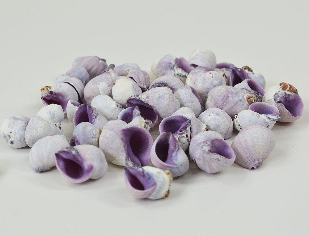 Violet Snail (Cebu) Shells