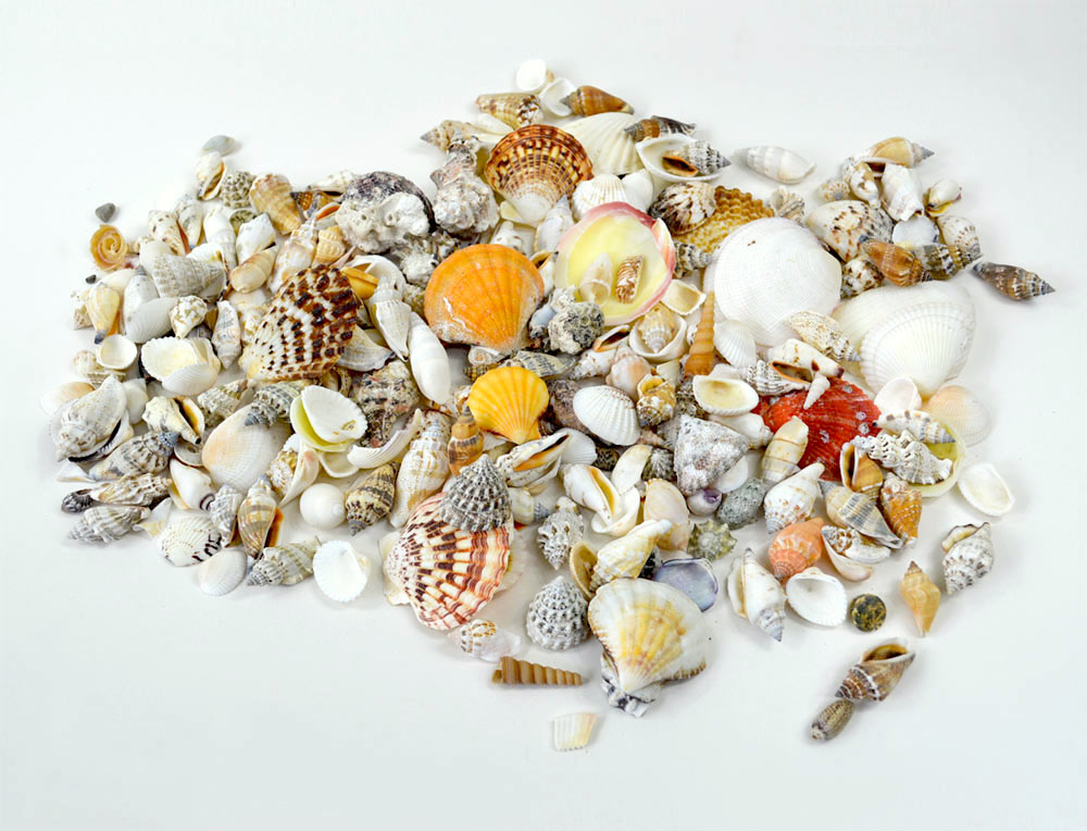 Beach Mixed Seashells 