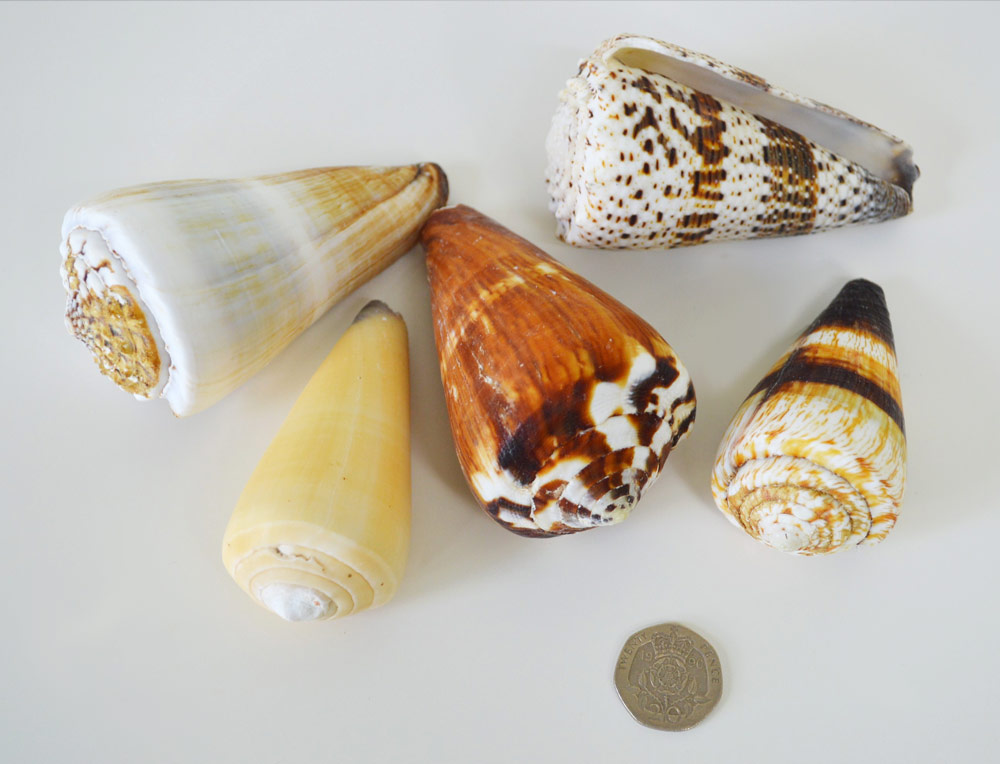 Cone Seashell Mix 